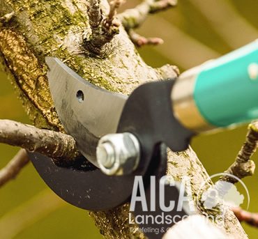 tree-prunning-aicalandscaping-gallery-3