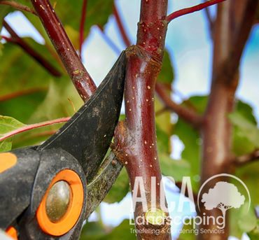tree-prunning-aicalandscaping-gallery-4